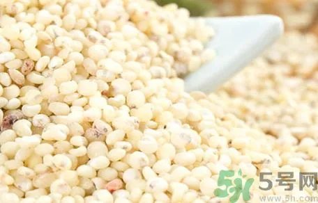 薏米是什么米?薏米是高粱米吗?