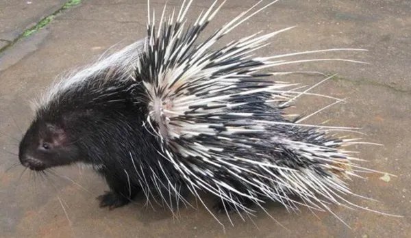 夏眠的动物有哪些10个，不冬眠选择夏眠的动物都有哪些