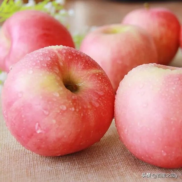 进入9月份了中晚熟水果陆续进入成熟采摘期，可是今年的水果价格怎么这么低？