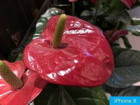 除了快门 华为MateRS拍照强过iPhoneX的还有这些