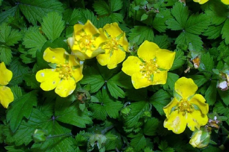 墓回头全草图片