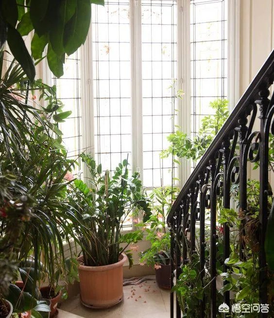 金钱树该怎么养？