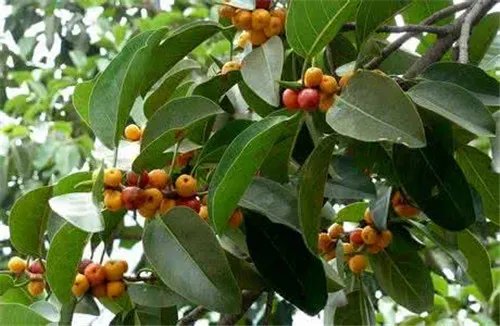 榕树果有毒吗 榕树果的三个重要价值介绍