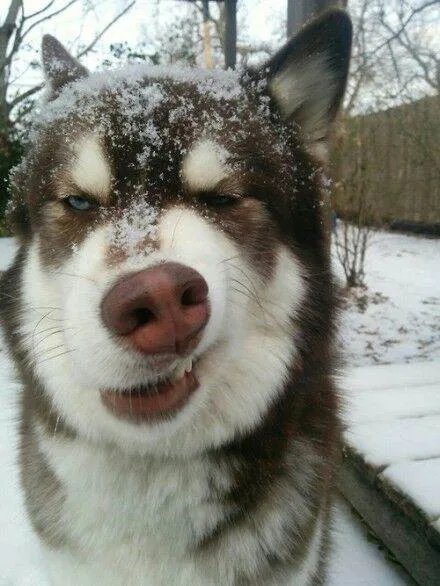 求一张哈士奇狗翻白眼瞪人的搞笑图片。