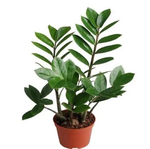 金钱树该怎么养？