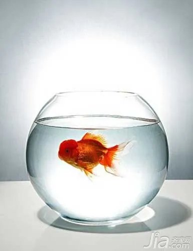 2016年必知的养鱼风水大全(图)