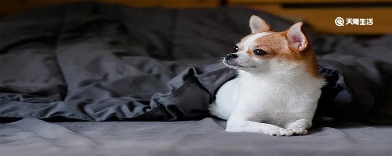 吉娃娃多少钱一只 吉娃娃可以吃熟蛋黄吗