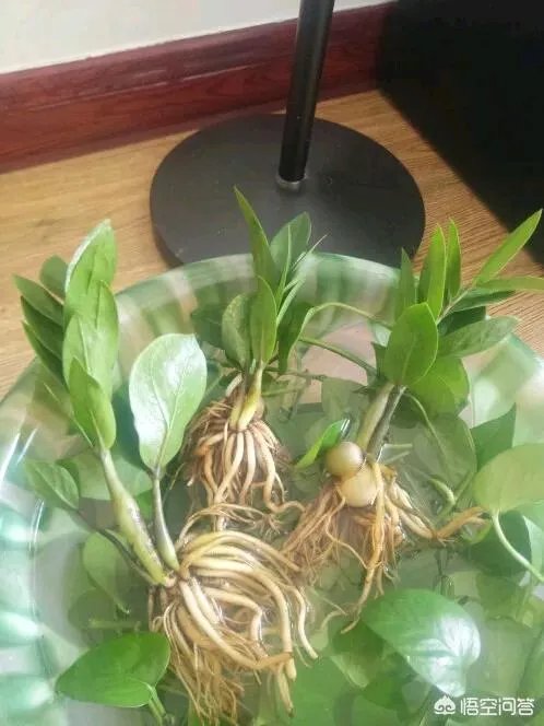 金钱树该怎么养？