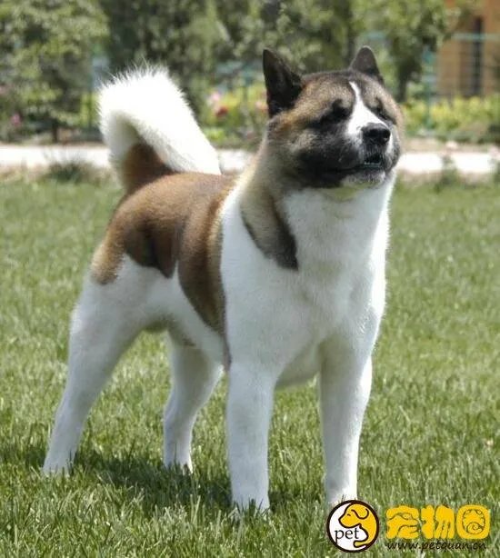 美系秋田犬是怎么来的，和日系秋田有什么区别