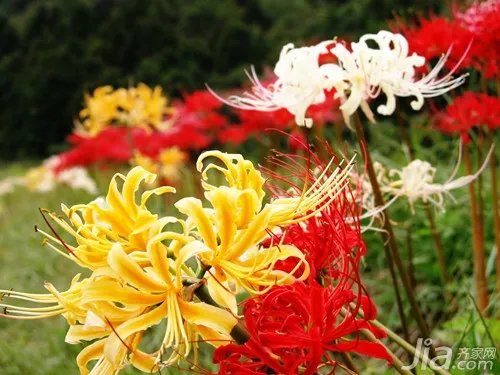 彼岸花的传说与花语 彼岸花的图片赏析