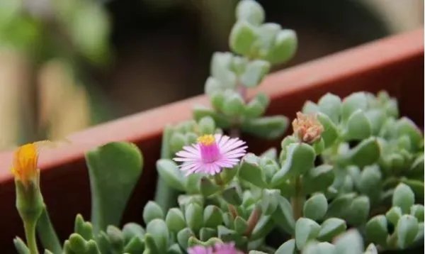 多肉的分类是哪几个？