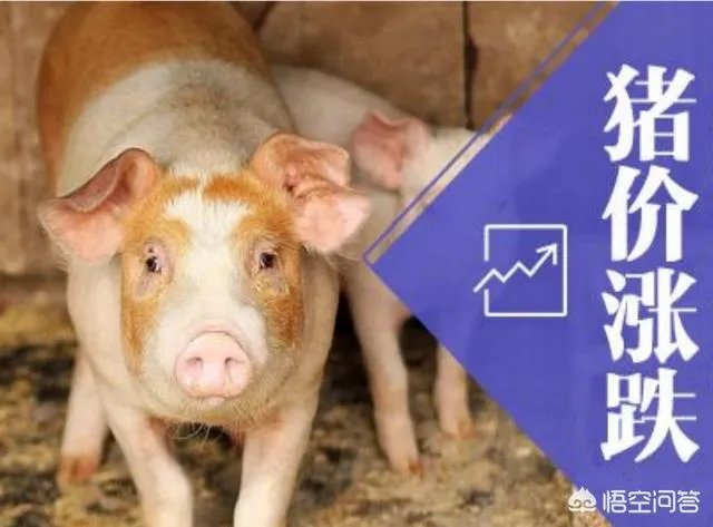 2018年下半年生猪价格走势
