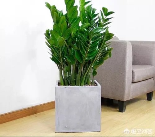 金钱树该怎么养？