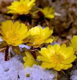 冰玲花有图片吗?生长在什么地方?听朋友说冰玲花可以制心脏病