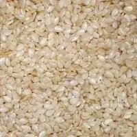 全国芝麻产地有哪些