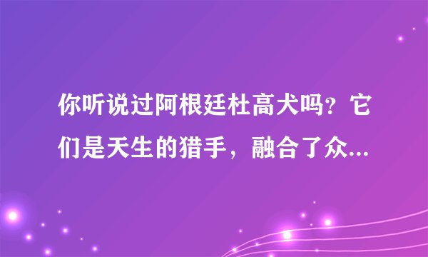 你听说过阿根廷杜高犬吗？它们是天生的猎手，融合了众多犬种优点