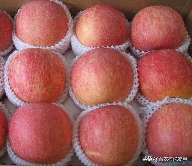 进入9月份了中晚熟水果陆续进入成熟采摘期，可是今年的水果价格怎么这么低？