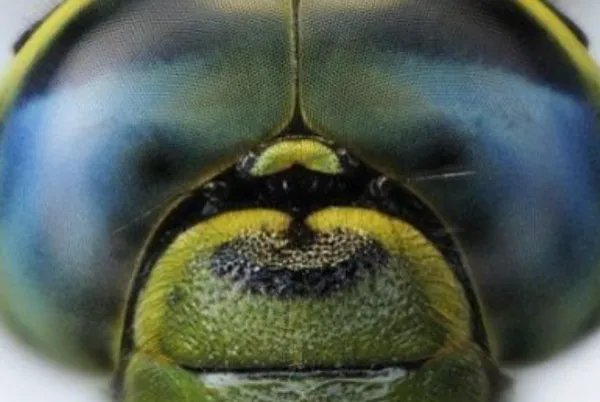 十大最奇特的动物眼睛