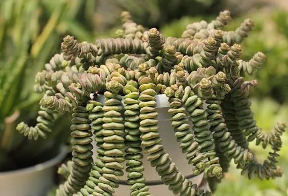 钱串子花养殖方法和注意事项