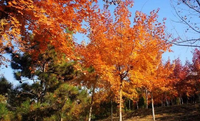 香山红叶什么时候红