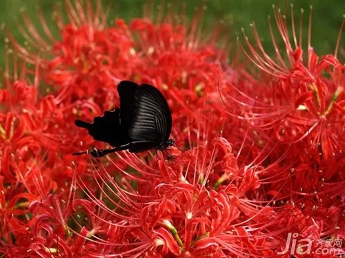 彼岸花的传说与花语 彼岸花的图片赏析