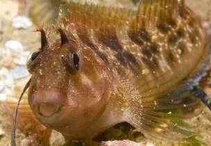 头上长尖角的鱼叫什么图片