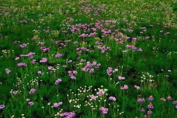 若尔盖草原什么时候去最好?