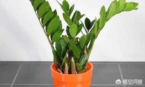 金钱树该怎么养？