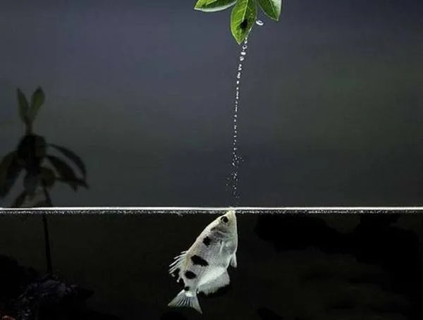 射水鱼有什么特点 养殖射水鱼有哪些小技巧