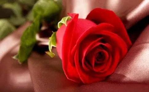 送粉玫瑰代表什么意思