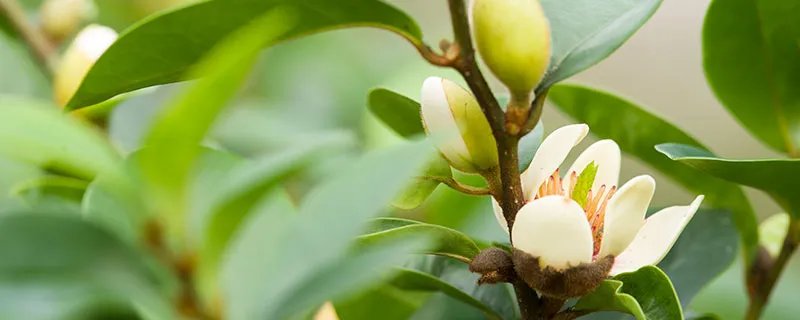 龙葵花开放时间 龙葵花开放时间是什么时候