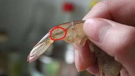 虾腹部的黑线需要去掉吗