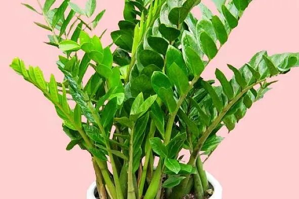 金钱树该怎么养？