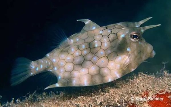 头上长尖角的鱼叫什么图片