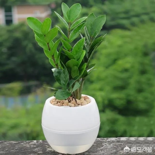 金钱树该怎么养？