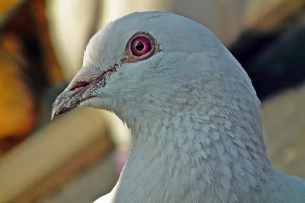 在农村养殖业里什么最净钱