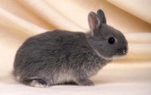 夏眠的动物有哪些10个，不冬眠选择夏眠的动物都有哪些