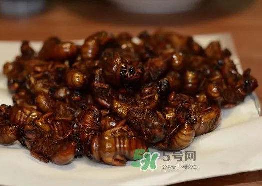 知了龟能吃吗_知了龟有毒吗_知了龟的营养价值