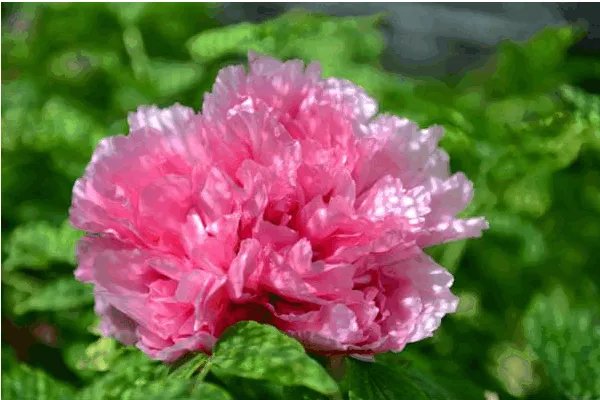 洛阳哪个牡丹园最好？具体说说可以吗？