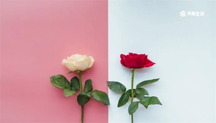 十九朵玫瑰花代表什么意思