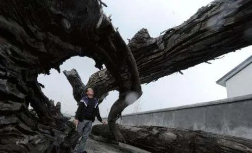 乌木怎么鉴别,乌木的价格是多少？