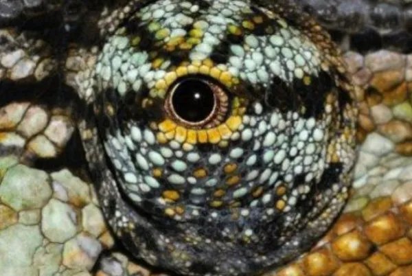 十大最奇特的动物眼睛