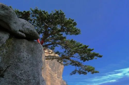 松柏的象征意义是什么 松柏有哪些种类