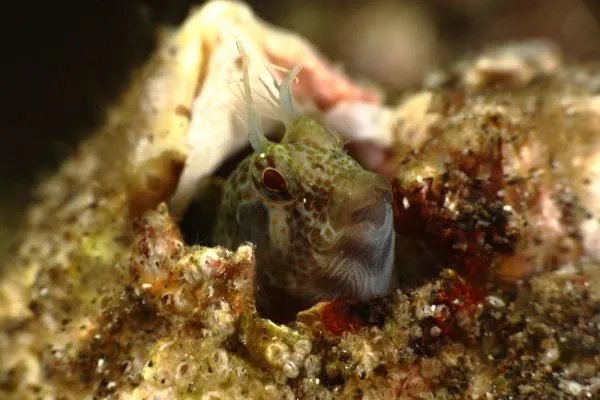 头上长尖角的鱼叫什么图片