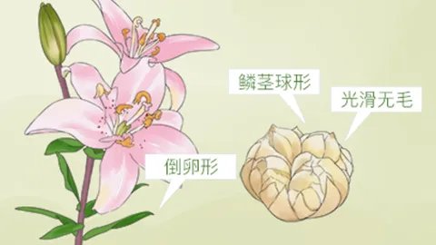 木棉花的功效和作用