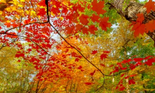 香山红叶什么时候红