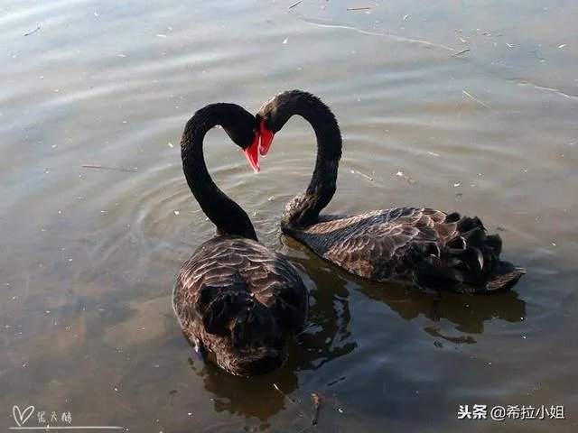 圆明园十大景点介绍？