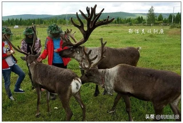 去呼伦贝尔大草原玩的旅游攻略？
