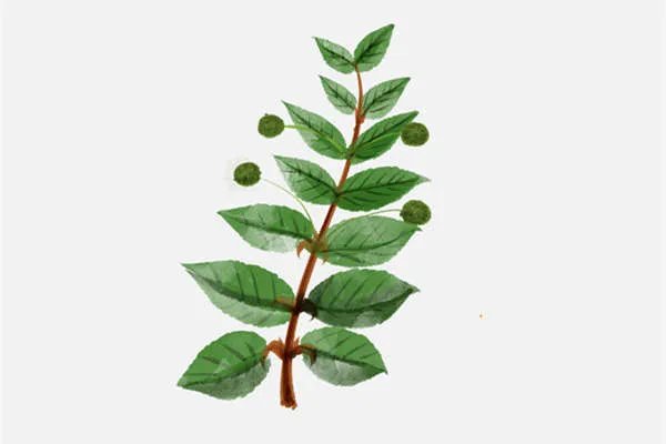 荆豆的营养价值与功效