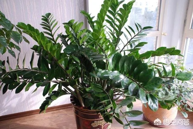 金钱树该怎么养？